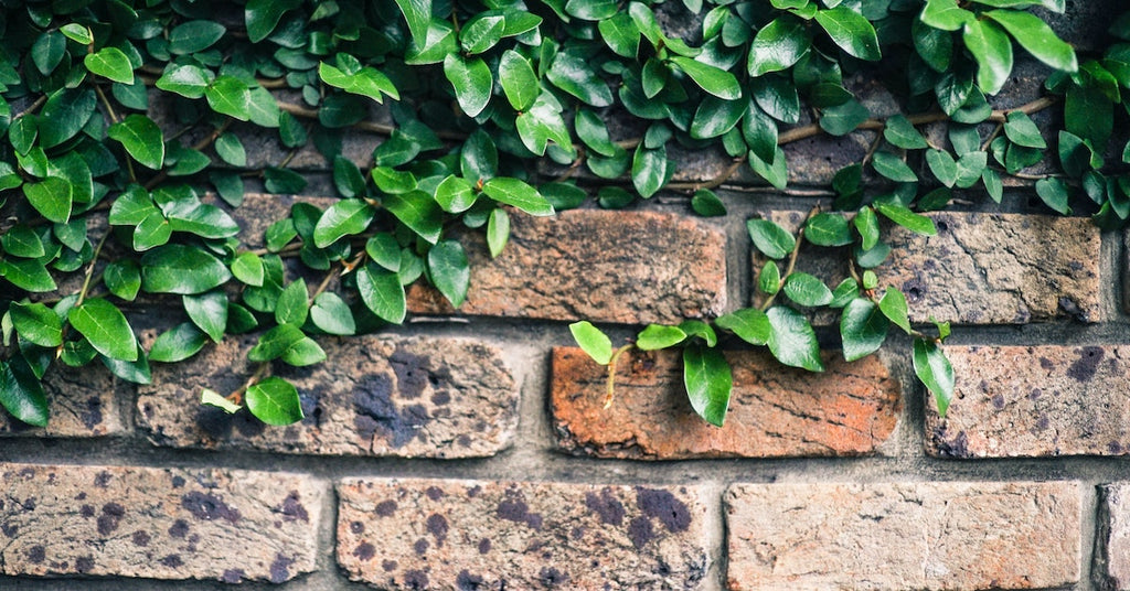 Do you know how to soft wash walls covered in Ivy?
