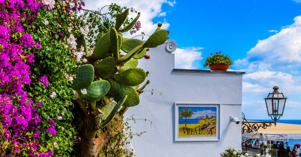 How to prevent harm to plant life when soft washing