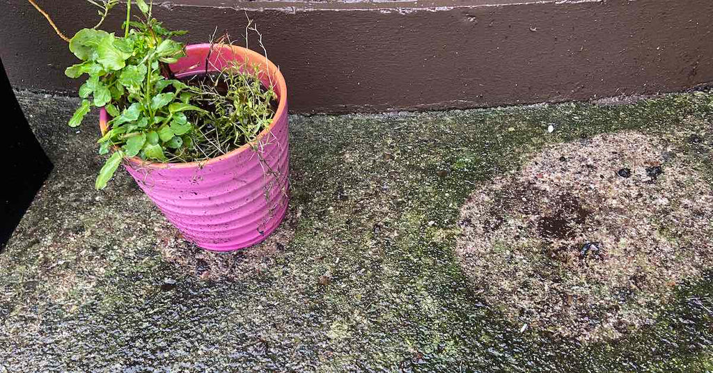 How to stop algae re-colonising concrete patios & paths after soft washing
