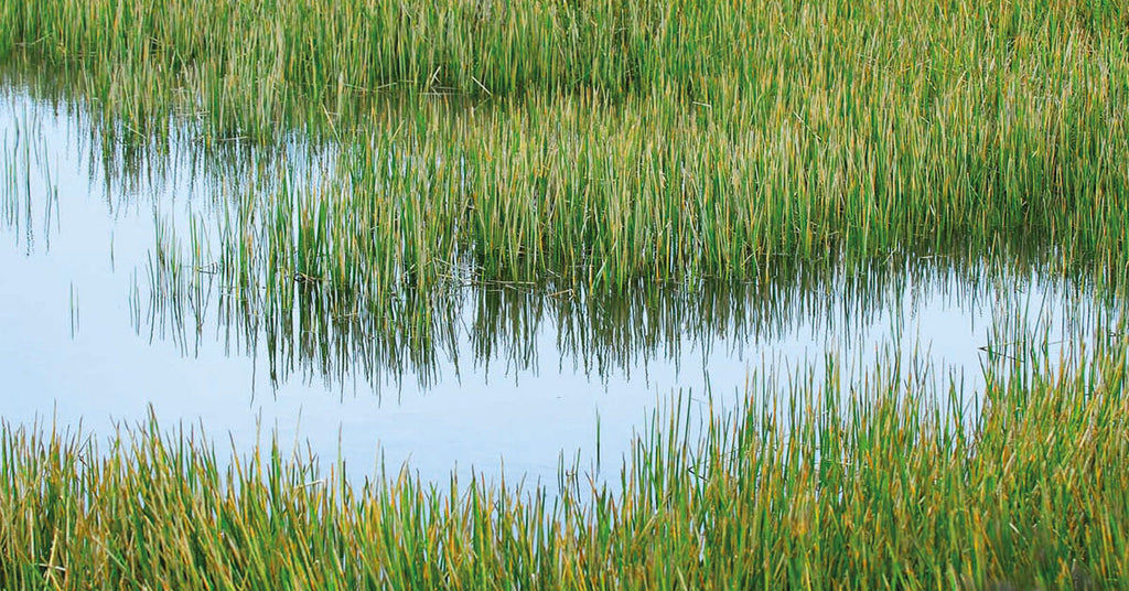 Why softwash run-off should NEVER be directed into a septic tank or reed bed