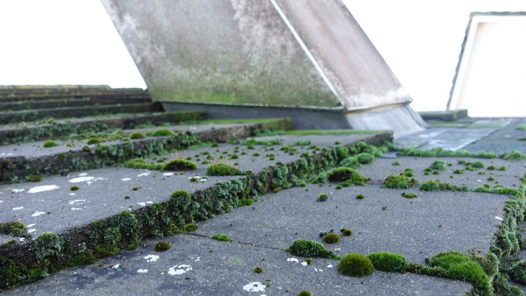 Benz Bio Cleanze kills & controls moss – is this true?