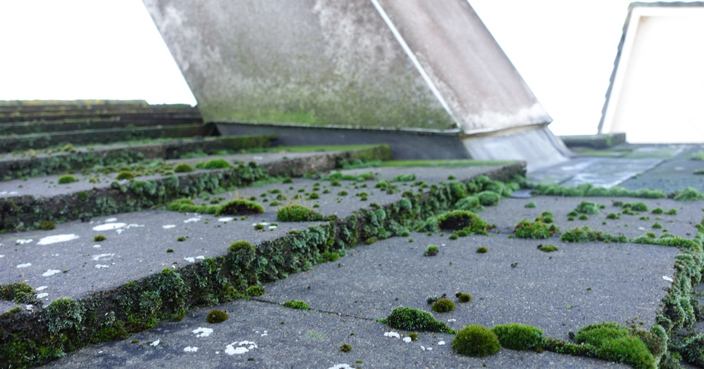 Benz Bio Cleanze kills & controls moss – is this true?