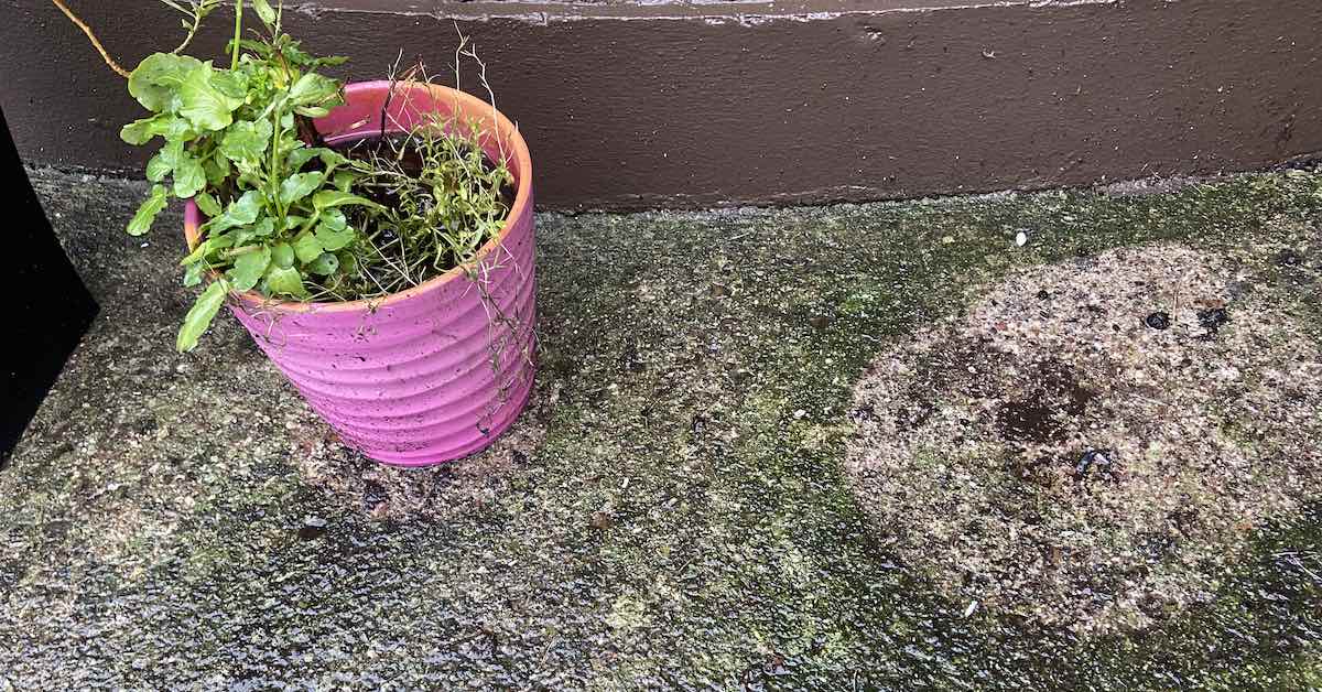 How to stop algae re-colonising concrete patios & paths after soft washing